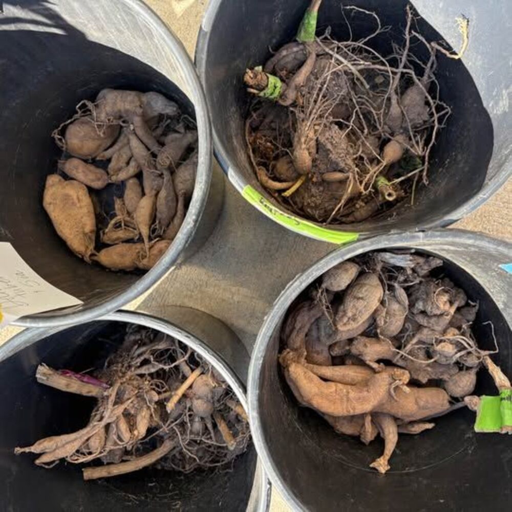 Dahlia Tubers-choose your color